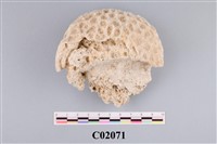 藏品(珊瑚化石)的圖片